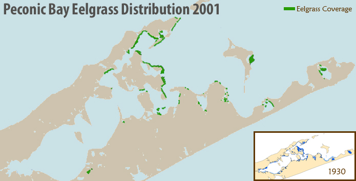 Peconic Bay Eelgrass Distribution