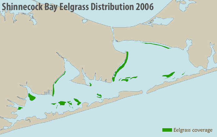 Shinnecock Bay Eelgrass Distribution