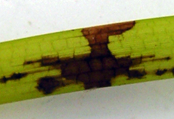 Wasting disease forms black streaks and blotches on eelgrass blades