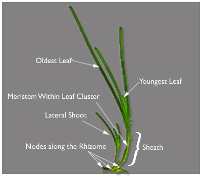 An Eelgrass Shoot