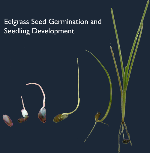 seedling development diagram
