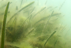 Eelgrass heavily fouled with algal epiphytes