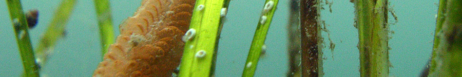 Algal epiphytes on Peconic Estuary eelgrass.