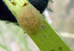 Ascidians and coiled worms are epiphytes on this eelgrass blade.