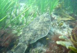 winter flounder