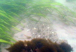 summer flounder (fluke)