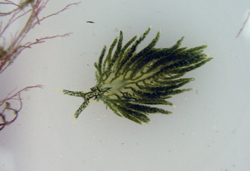 Sea slug Placida dendritica