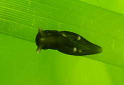 Sea slug Elysia catulus