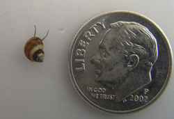 lacuna next to a dime for size reference