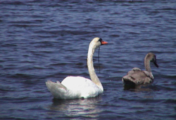 swan eating eelgrass
