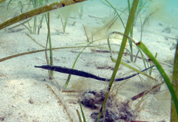 pipefish in eelgrass