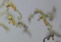 seahorse fry close-up