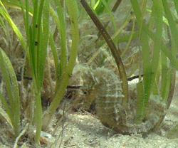 Male seahorse in Peconic Bay