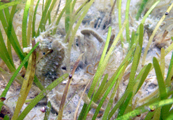 Pair of seahorses on a Peconic Bay eelgrass meadow.