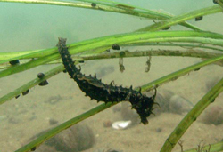 Seahorse on our eelgrass plantings in Long Island Sound