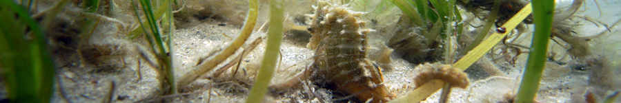 Northern lined seahorse Hippocampus erectus  in the Peconic Estuary