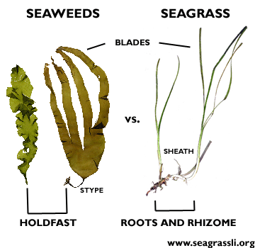 seagrass vs seaweed diagram