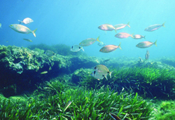 Posidonia oceanica meadow NW Mediterranean. Photo by M. Sanfélix