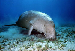 Dugong eating seagrass. Photo by Greenpeace