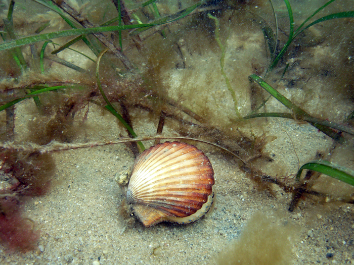 Peconic bay scallop