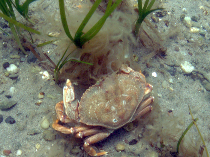 Rock crab