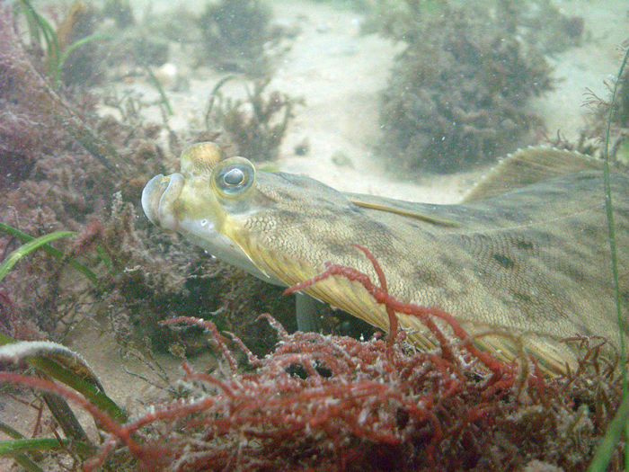 Winter flounder close-up