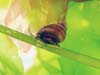 Lacuna snail