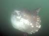 Ocean sunfish (2)
