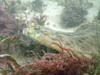 Winter flounder close-up