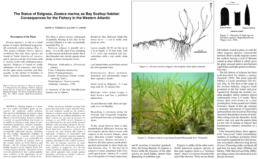 Status of Eelgrass, Zostera marina, as bay scallop habitat