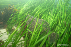Flounder in Eelgrass