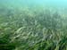 Eelgrass of Peconic Bay (4)