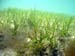 Eelgrass of Peconic Bay (5)