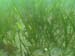 Eelgrass of Peconic Bay (7)
