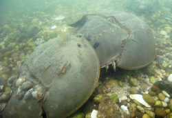 Horseshoe Crab Research