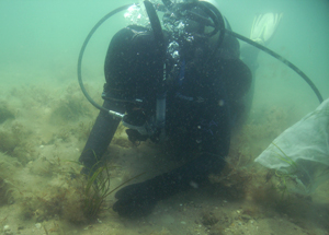 CCE diver conducting rock plantings off of Ram Island, Shelter Island